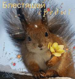 Открытки на среду Открытки на среду скачать. Открытки на среду с пожеланиями бесплатно.