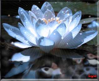 Открытки с лотосом  Открытки с лотосом анимационные. Блестящие открытки с лотосом.