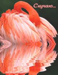 Открытки с фламинго Открытки с фламинго с анимациями. Открытки с фламинго скачать.
