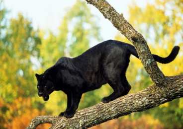 Открытки с пантерой Открытки с пантерой скачать бесплатно. Открытки с пантерой gif.