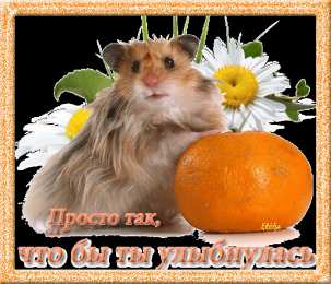 Открытки с хомяками Скачать бесплатно открытки с хомяками. Открытки с хомяками gif.