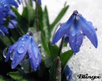 Открытки с пролесками  Открытки с пролесками скачать бесплатно. Открытки с пролесками онлайн.