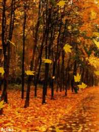 Открытки с листопадом Открытки с листопадом скачать. Открытки с листопадом бесплатно.