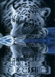 Открытки с белым тигром Открытки с белым тигром скачать. Открытки с белым тигром бесплатно.
