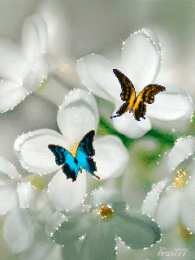 Открытки с белой сиренью  Открытки с белой сиренью анимационные. Открытки с белой сиренью gif.