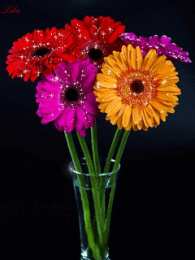 Открытки с герберами  Открытки с герберами скачать бесплатно. Открытки с герберами gif.