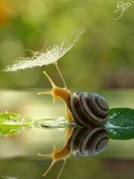 Открытки с улитками  Открытки с улитками скачать бесплатно. Открытки с улитками онлайн.