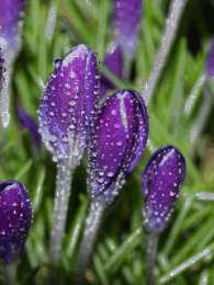 Открытки с крокусами  Открытки с крокусами скачать бесплатно. Открытки с крокусами онлайн.