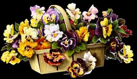 Открытки с разноцветными анютиными глазками  Открытки с разноцветными анютиными глазками скачать бесплатно.