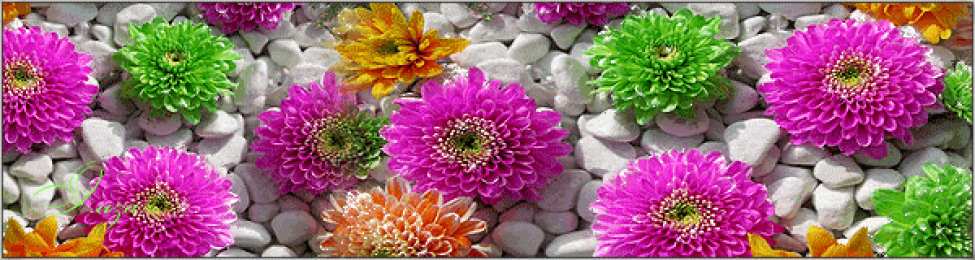 Открытки с георгинами  Открытки с георгинами скачать бесплатно. Открытки с георгинами онлайн.