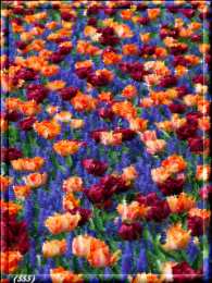 Открытки с цветочными полями  Открытки с цветочными полями с анимациями. Красивые открытки с цветами.