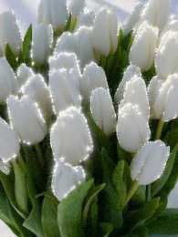 Открытки с белыми тюльпанами Открытки с белыми тюльпанами gif. Открытки с белыми тюльпанами скачать.