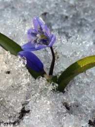 Открытки с пролесками  Открытки с пролесками скачать бесплатно. Открытки с пролесками онлайн.