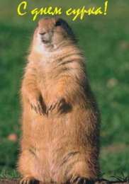 Открытки с днём сурка Скачать бесплатно открытки с днём сурка. Открытки с днём сурка Gif.