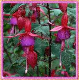 Открытки с фуксией Анимационные открытки с фуксией. Открытки с фуксией скачать бесплатно.