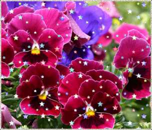 Открытки с разноцветными анютиными глазками  Открытки с разноцветными анютиными глазками скачать бесплатно.