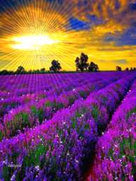 Открытки с цветочными полями  Открытки с цветочными полями с анимациями. Красивые открытки с цветами.