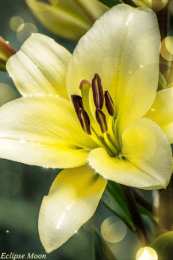 Открытки с лилейниками  Открытки с лилейниками анимационные. Открытки с лилейниками gif.