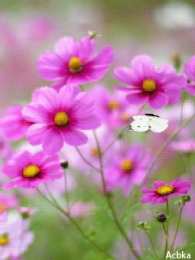 Открытки с космеями  Открытки с космеями анимационные. Открытки с космеями gif.  