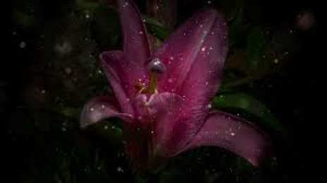 Открытки с лилейниками  Открытки с лилейниками анимационные. Открытки с лилейниками gif.