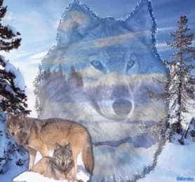 Открытки с волками Анимационные открытки с волками. Скачать открытки с волками gif.