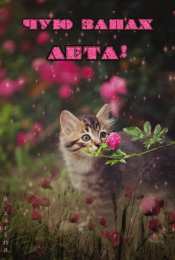 Открытки хорошего лета Скачать открытки хорошего лета. Анимационные открытки с пожеланиями.