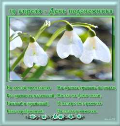 Открытки с днём подснежника Открытки с днём подснежника gif. Открытки с днём подснежника скачать.