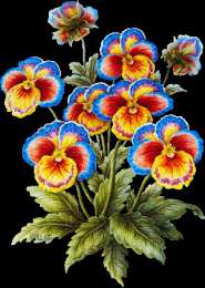 Открытки с разноцветными анютиными глазками  Открытки с разноцветными анютиными глазками скачать бесплатно.