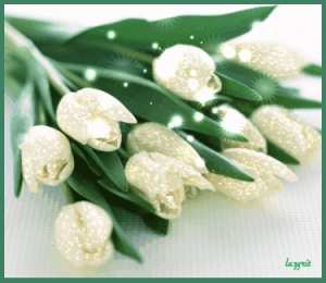 Открытки с белыми тюльпанами Открытки с белыми тюльпанами gif. Открытки с белыми тюльпанами скачать.