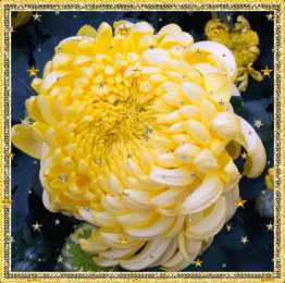 Открытки с астрами  Открытки с астрами скачать бесплатно. Открытки с астрами онлайн.