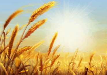 Открытки с цветочными полями  Открытки с цветочными полями с анимациями. Красивые открытки с цветами.