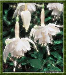 Открытки с фуксией Анимационные открытки с фуксией. Открытки с фуксией скачать бесплатно.