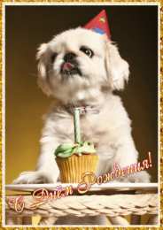 Открытки с собаками Анимационные открытки с собаками. Скачать бесплатно открытки с собаками.