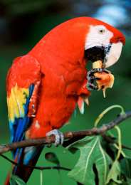 Открытки с попугаями  Открытки с попугаями скачать. Открытки с попугаями бесплатно.