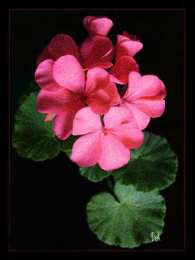 Открытки с геранью Открытки с геранью скачать бесплатно. Открытки с геранью онлайн.