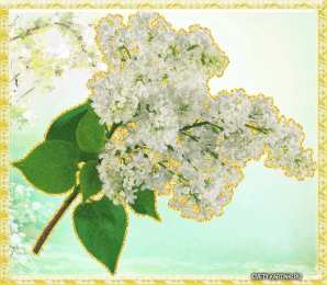 Открытки с белой сиренью  Открытки с белой сиренью анимационные. Открытки с белой сиренью gif.