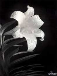 Открытки с белой лилией  Открытки с белой лилией скачать бесплатно. Открытки с белой лилией gif.