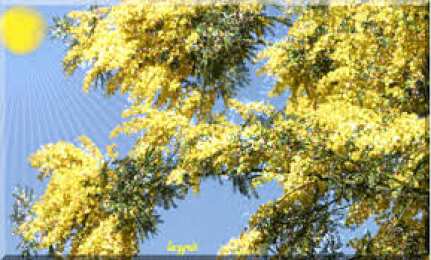 Открытки с мимозой  Открытки с мимозой скачать бесплатно. Открытки с мимозой онлайн.