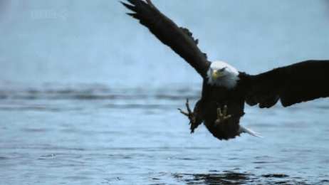 Открытки с орлом Открытки с орлом скачать бесплатно. Открытки с орлом онлайн.