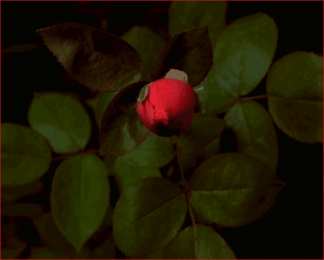 Открытки с распускающимися розами Открытки с распускающимися розами скачать бесплатно gif.      