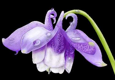 Открытки с фуксией Анимационные открытки с фуксией. Открытки с фуксией скачать бесплатно.