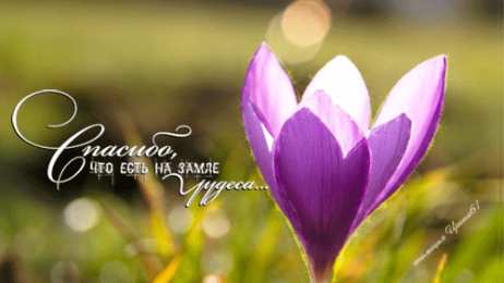 Открытки с крокусами  Открытки с крокусами скачать бесплатно. Открытки с крокусами онлайн.