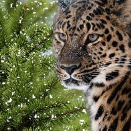 Открытки с леопардом Открытки с леопардом скачать. Открытки с леопардом бесплатно.