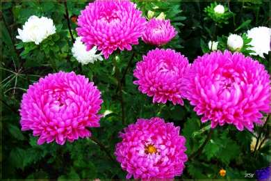 Открытки с астрами  Открытки с астрами скачать бесплатно. Открытки с астрами онлайн.