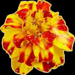 Открытки с бархатцами  Открытки с бархатцами онлайн бесплатно. Открытки с бархатцами скачать.