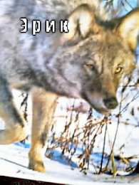 Открытки с именем Эрик Открытки с именем Эрик скачать бесплатно. С днём рождения Эрик открытки.