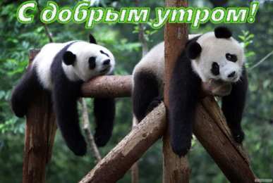 Открытки с пандой Открытки с пандой скачать бесплатно. Открытки с пандой gif.