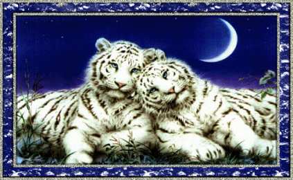 Открытки с белым тигром Открытки с белым тигром скачать. Открытки с белым тигром бесплатно.