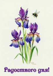 Открытки с ирисами  Открытки с ирисами скачать. Открытки с ирисами бесплатно онлайн.