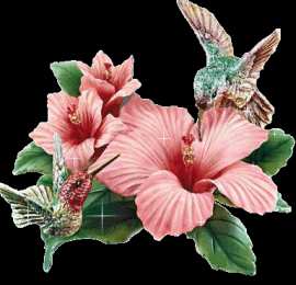 Открытки с колибри Открытки с колибри скачать бесплатно. Открытки с колибри онлайн.